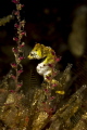   Pontohi Pygmy Seahorse trying hide. But we found you hide  